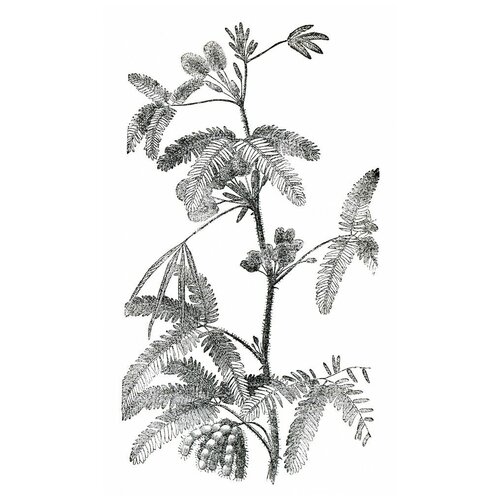     (Plant) 6 40. x 67. 2130