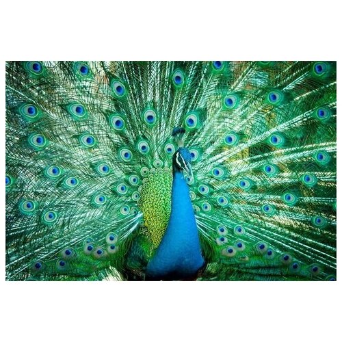     (Peacock) 6 75. x 50. 2690