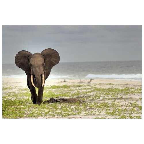     (Elephant) 4 75. x 50. 2690