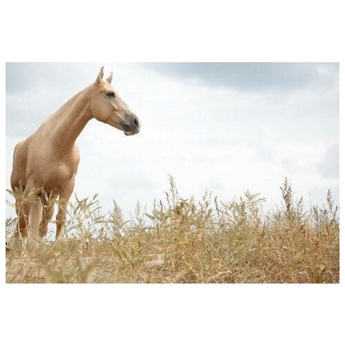     (Horse) 12 45. x 30. 1340