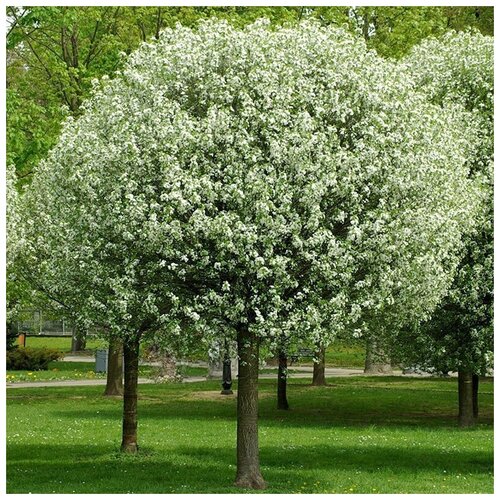  (. Prunus maackii)  15 590